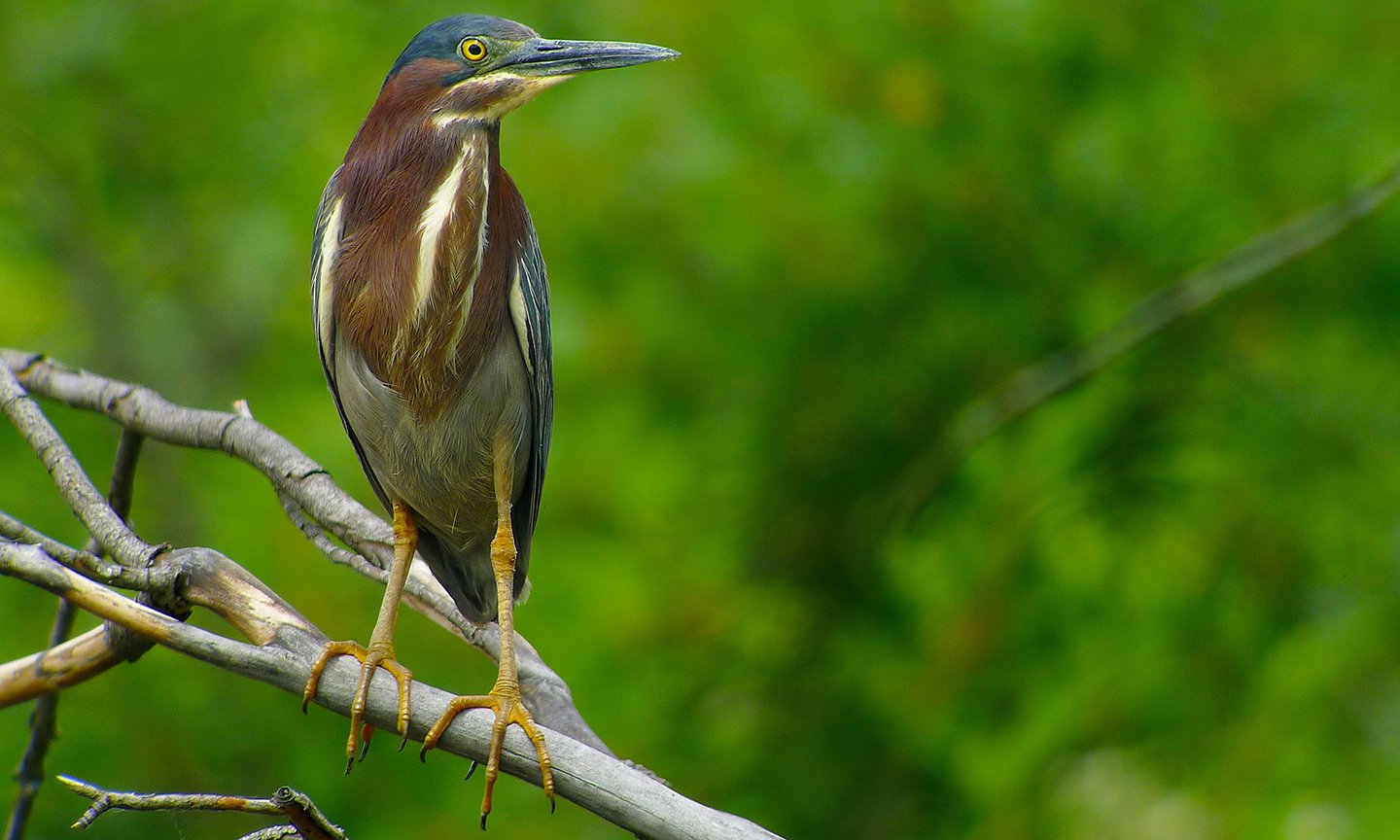 Green Heron pop flies