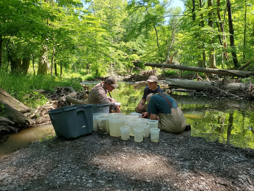 IBI-fish-sorting-and-ID