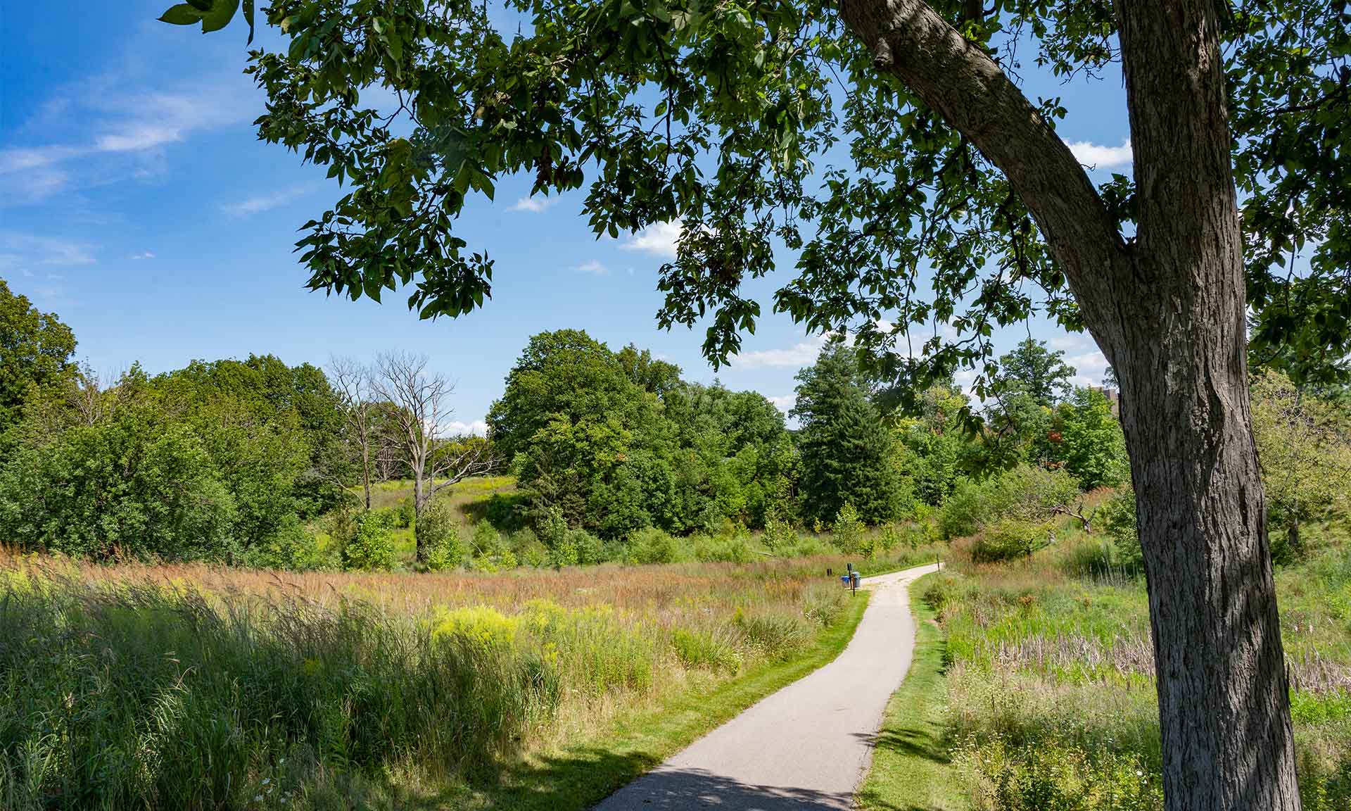 A trail through a grassy area