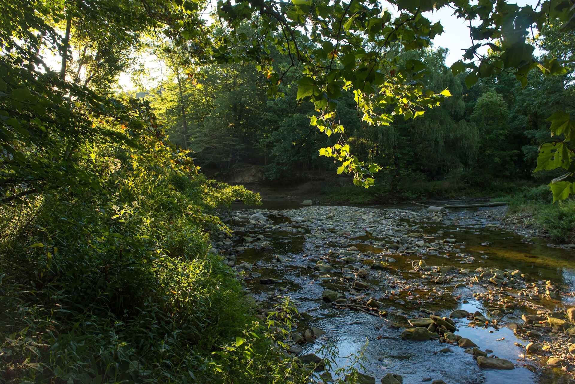 A tree along the right with muddy water on the right