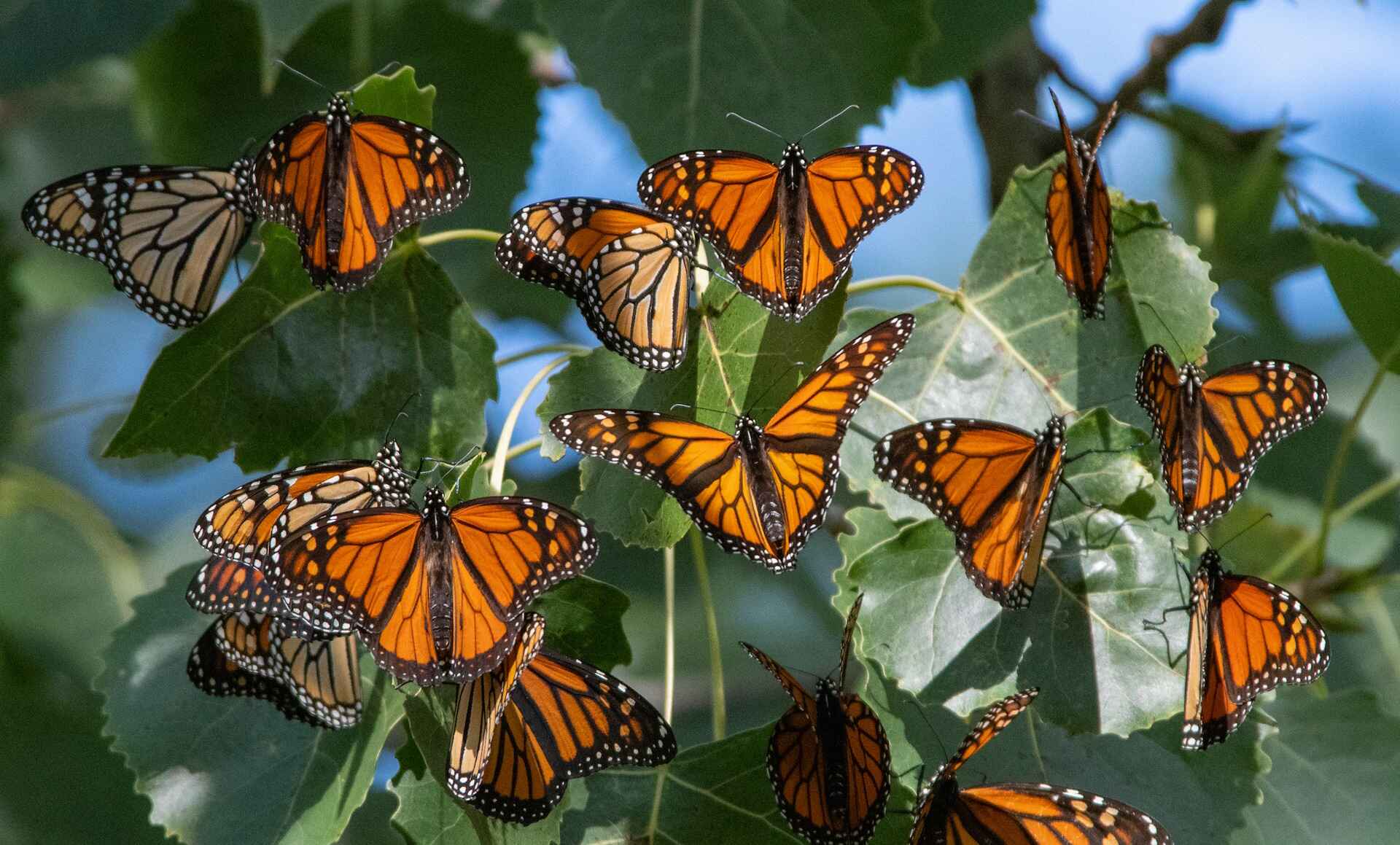 A colony of monarch butterflies resting on leaves