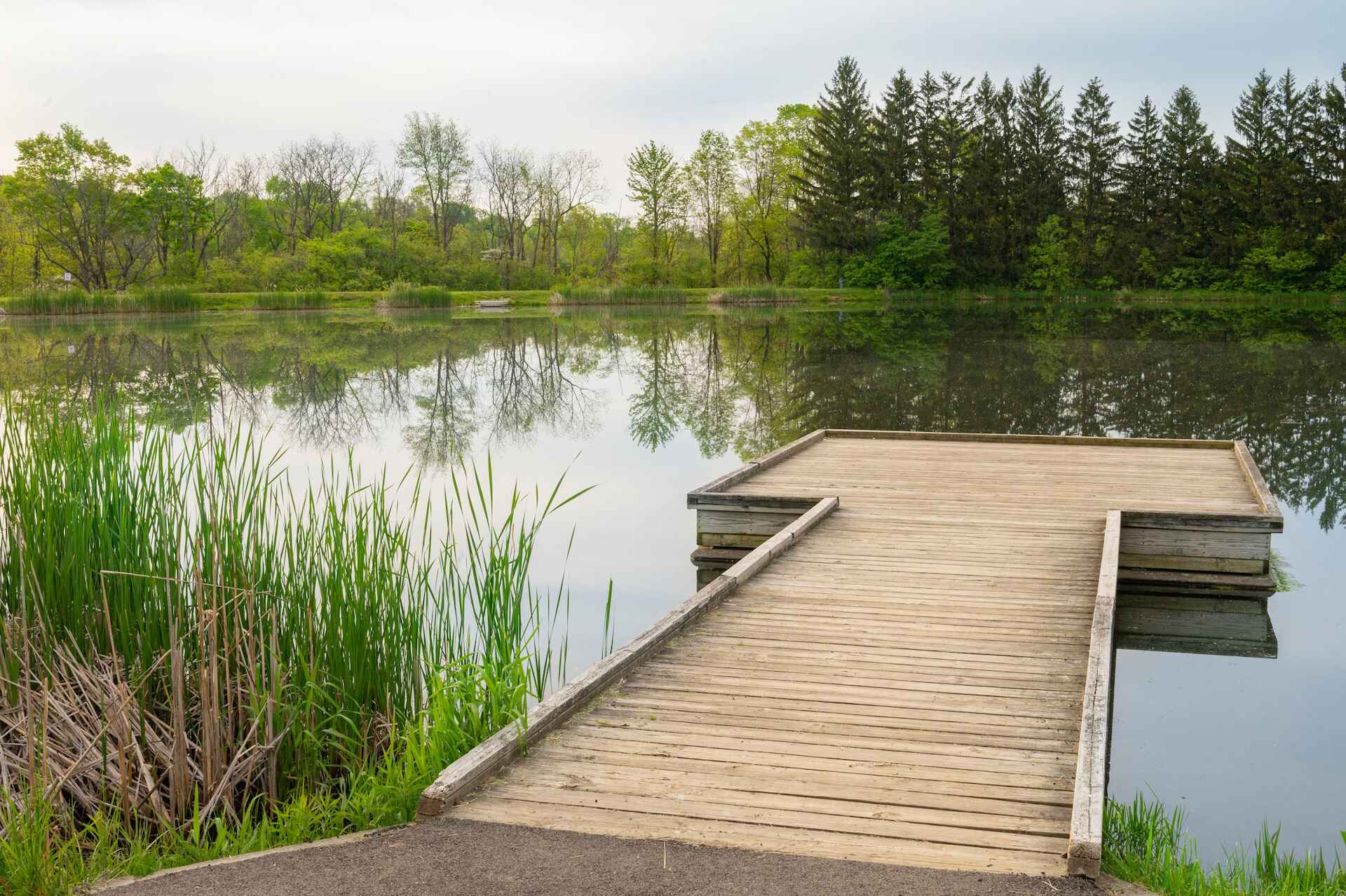 A dock extending onto a pond with marshes