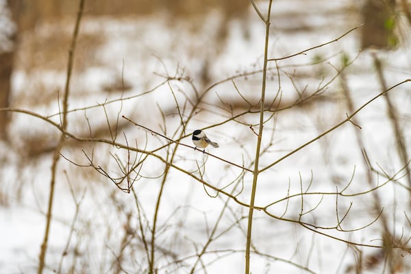 Photo of Bird sitting in tree