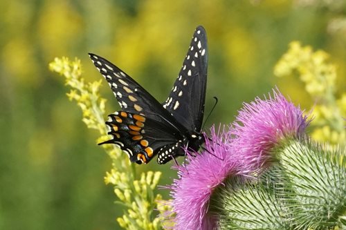 Black butterfly on a cactus