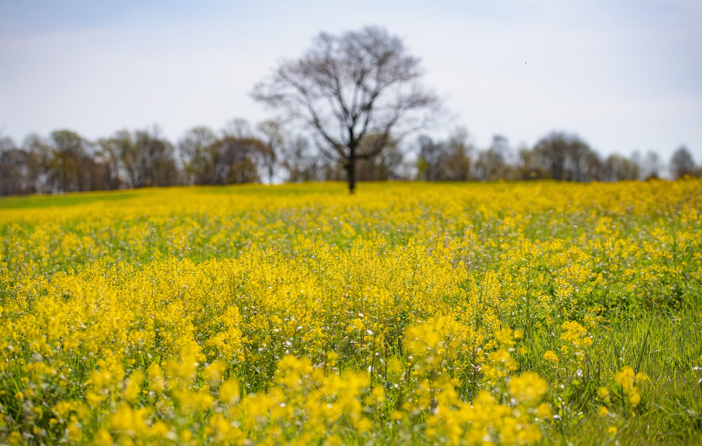 Yellow flower fields
