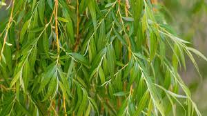 Weeping-Willow