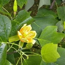 tulip-tree