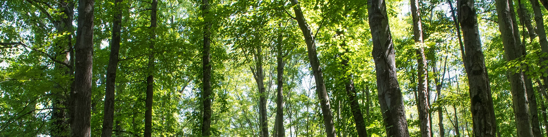 trees