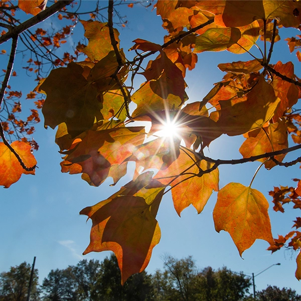 Fall Leaves