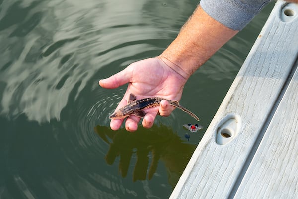Juvenile Sturgeon