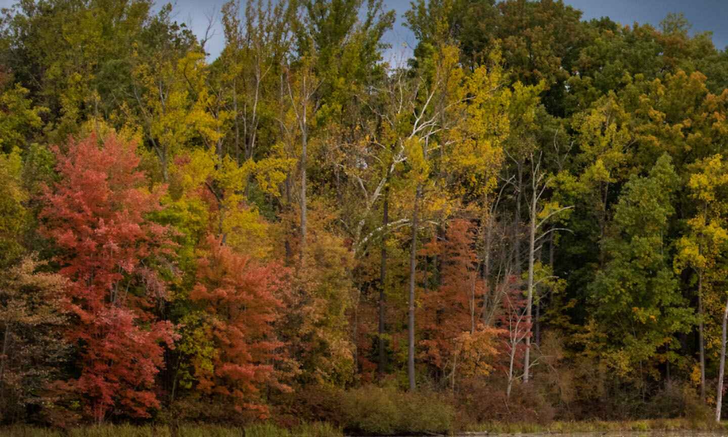 fall colored trees