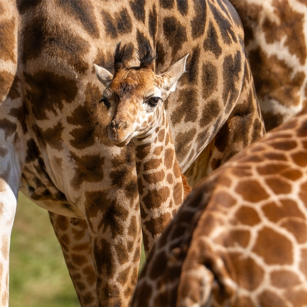 Cleveland Metroparks Zoo's Giraffe Calf, Zane