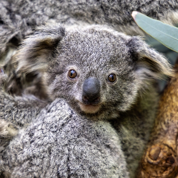 Koala Joey