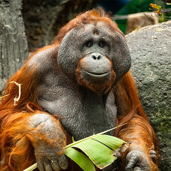 Orangutan