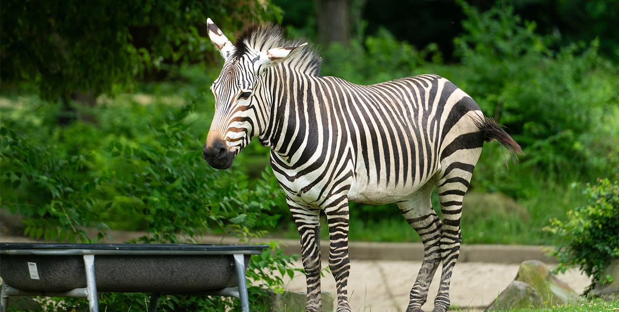 zebra