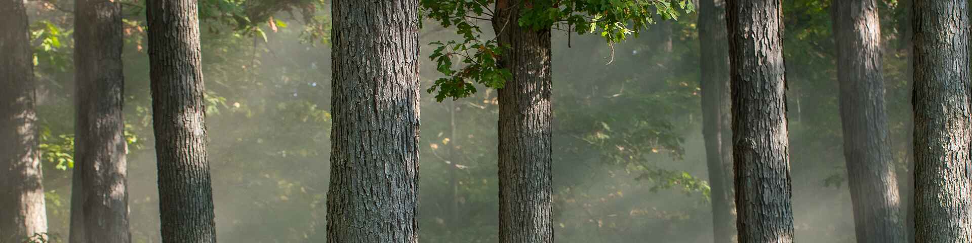 A serene forest scene with tall trees standing in a misty atmosphere, with soft light filtering through the foliage.
