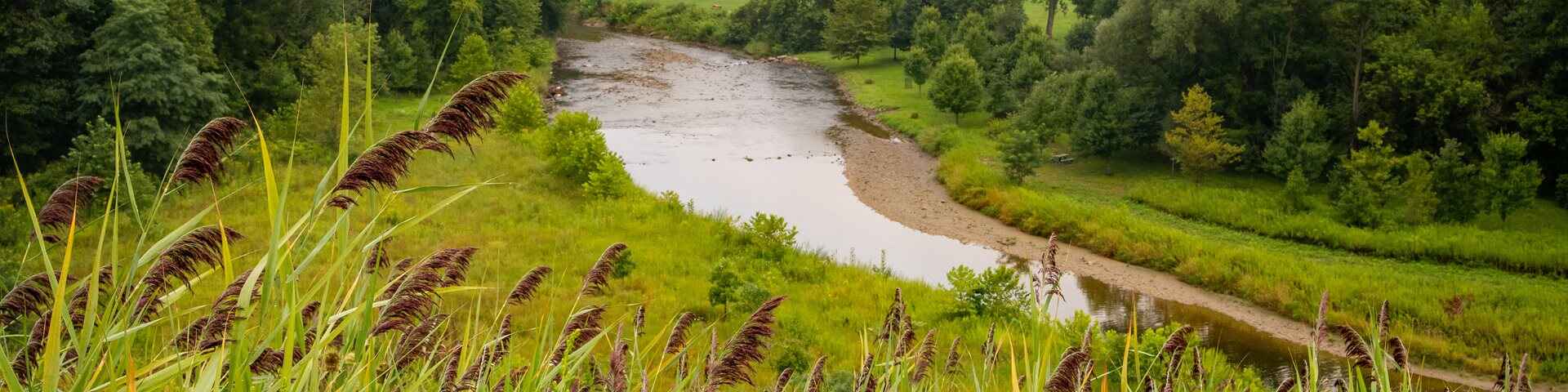 A peaceful landscape of a winding river surrounded by lush greenery, tall grasses swaying in the foreground, and dense trees on either side of the river.
