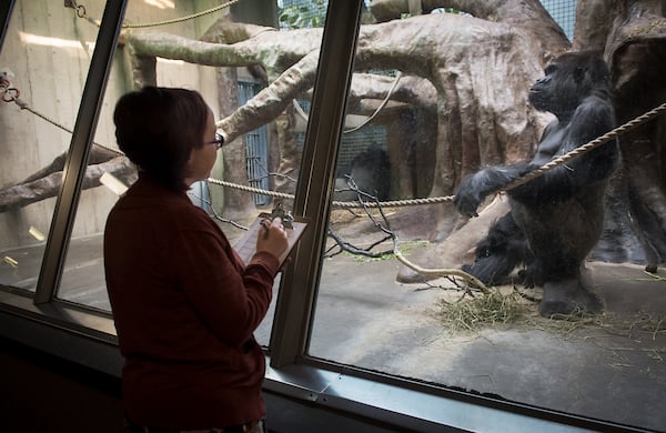 AIP_gorilla_observation