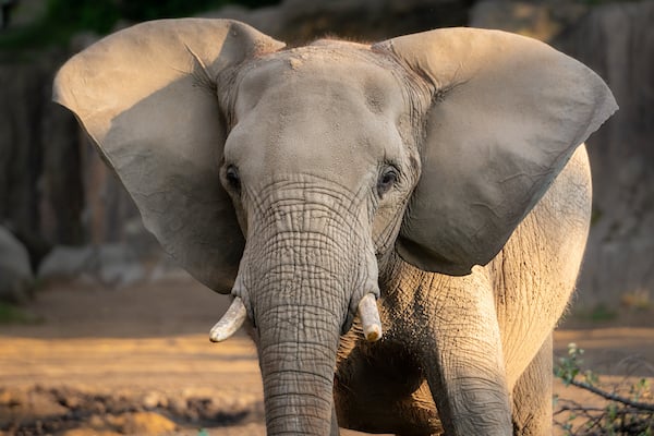 elephant