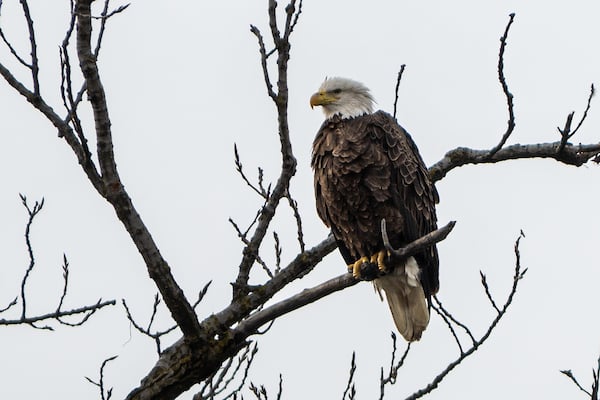 Photo of Bald Eagle perched on tree branch