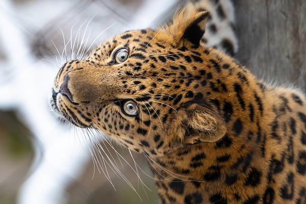 Photo of Cheetah in snow at the Zoo