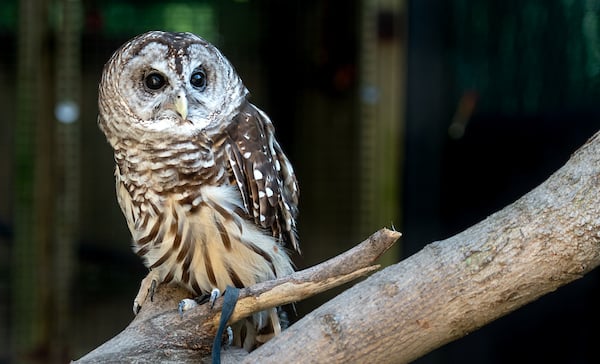 Photo of Owl