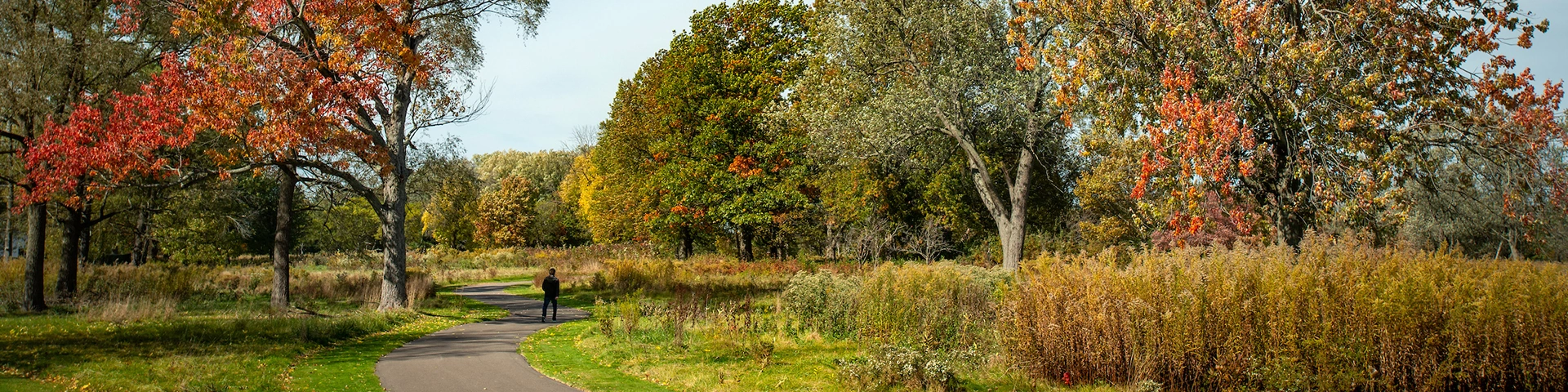 green trees around a path