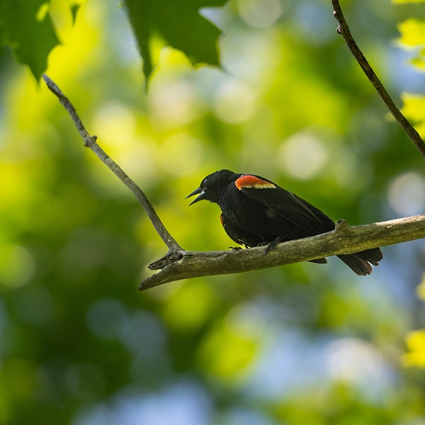 Photo of bird in tree