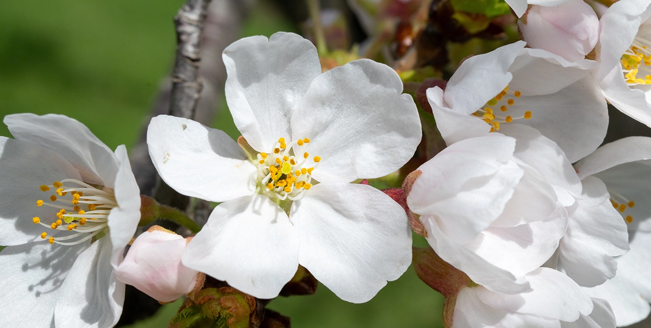 Close-up photo of cherry blossoms at Brookside Reservation