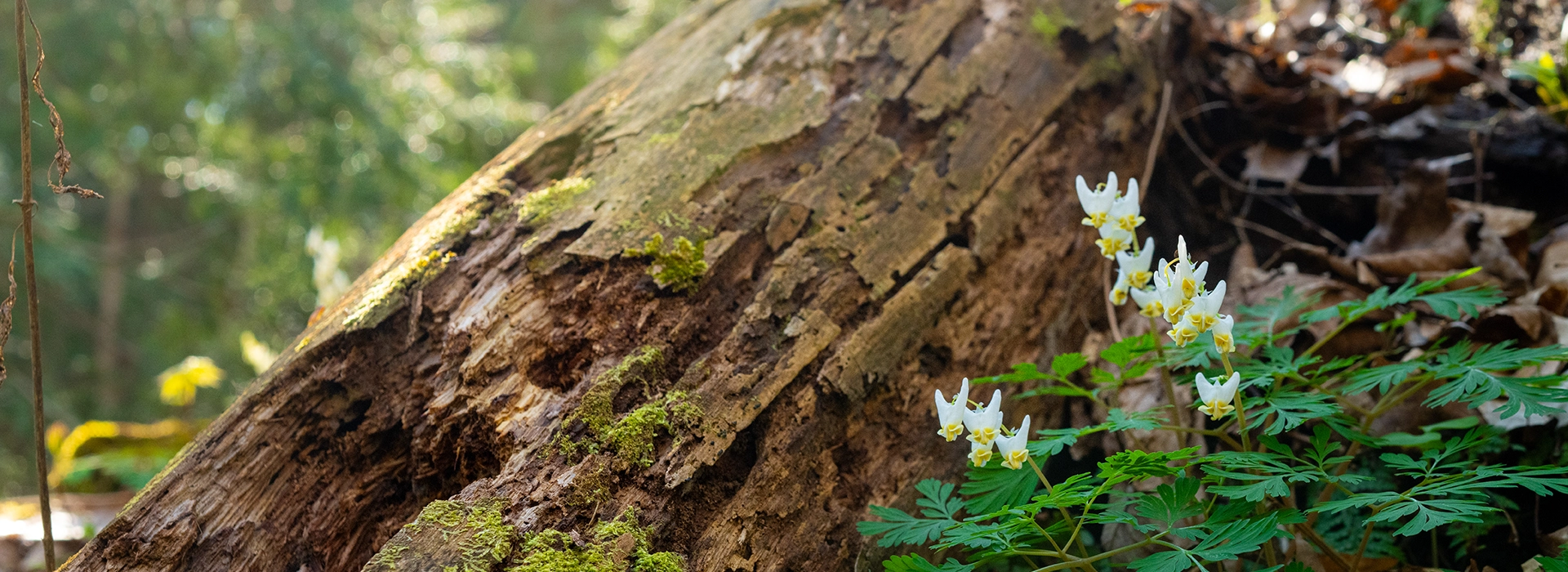 A close up photo of blooming white dutchman's breeches flowers poking through the greenery of the forest floor