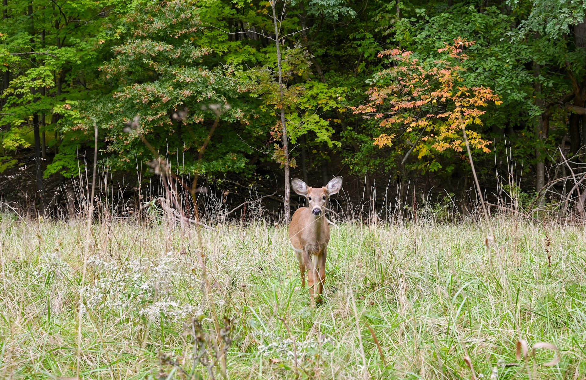 EC-Greenway_Deer
