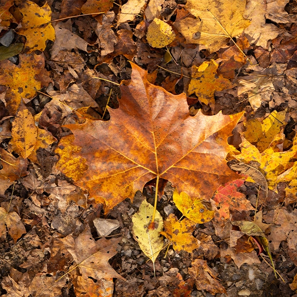 Fall leaves
