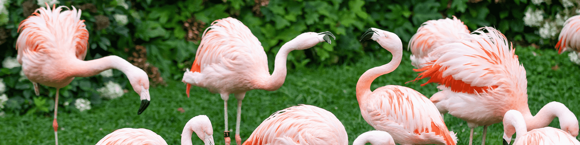 Flamingos in green grass