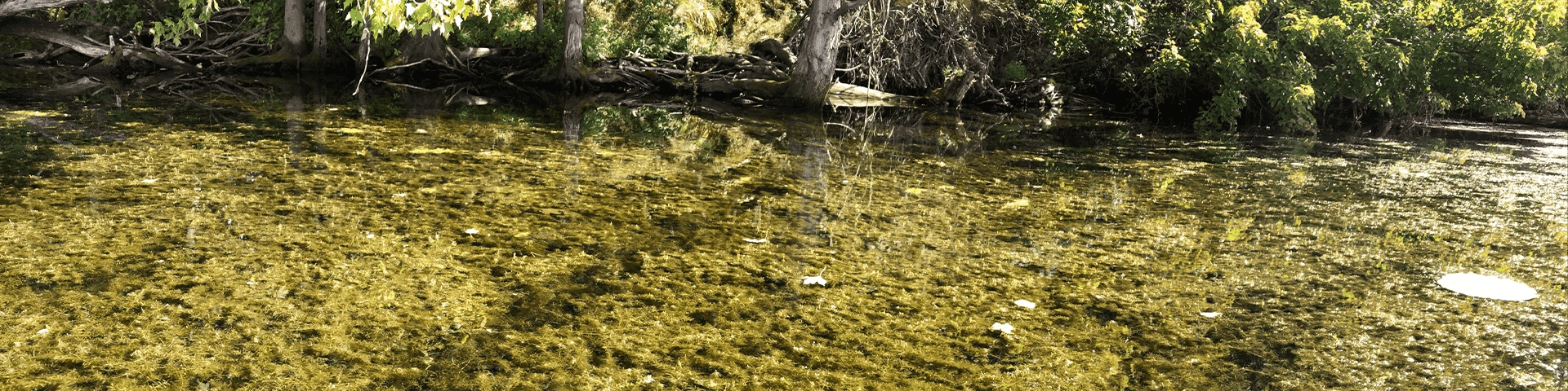 water and tees