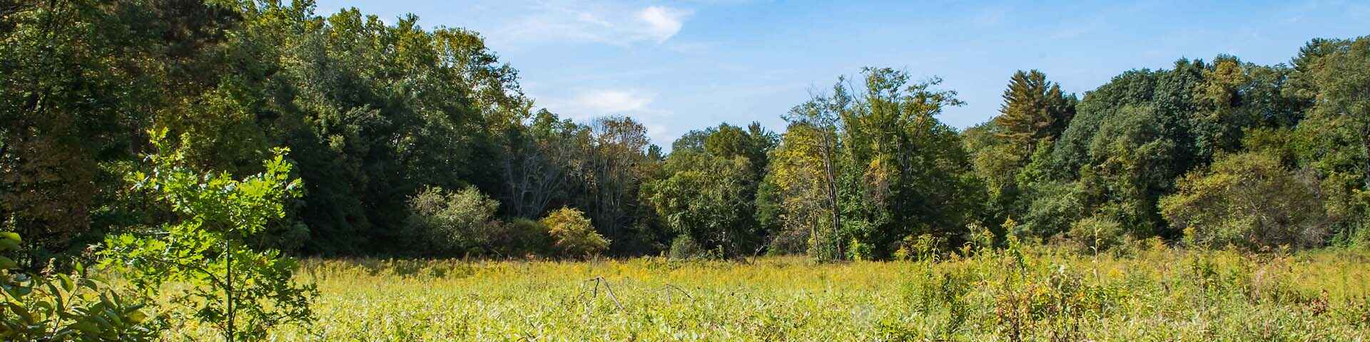 A sunny meadow surrounded by dense trees with a bright blue sky overhead.