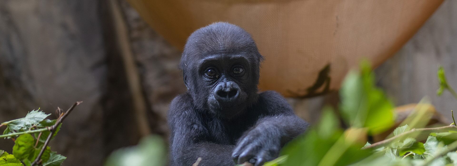 Jameela-the-Gorilla