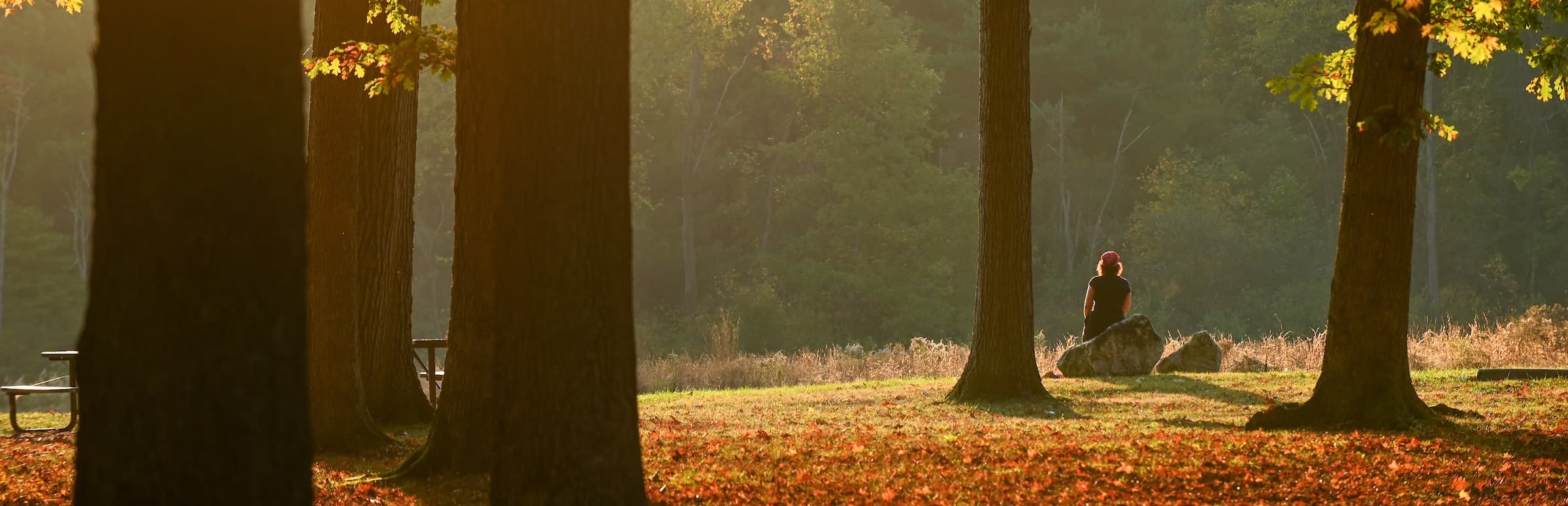 Reservation with trees and orange leafs on the grounf hero image