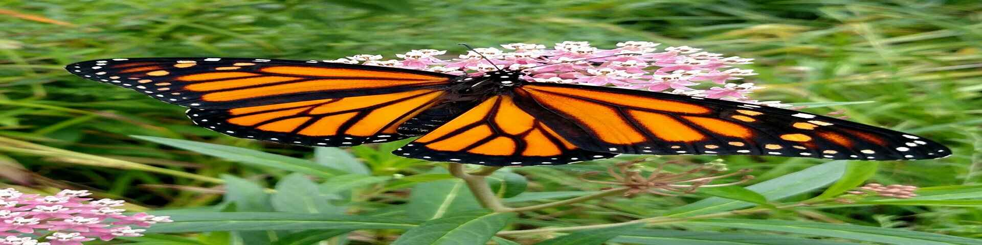 Monarch butterfly