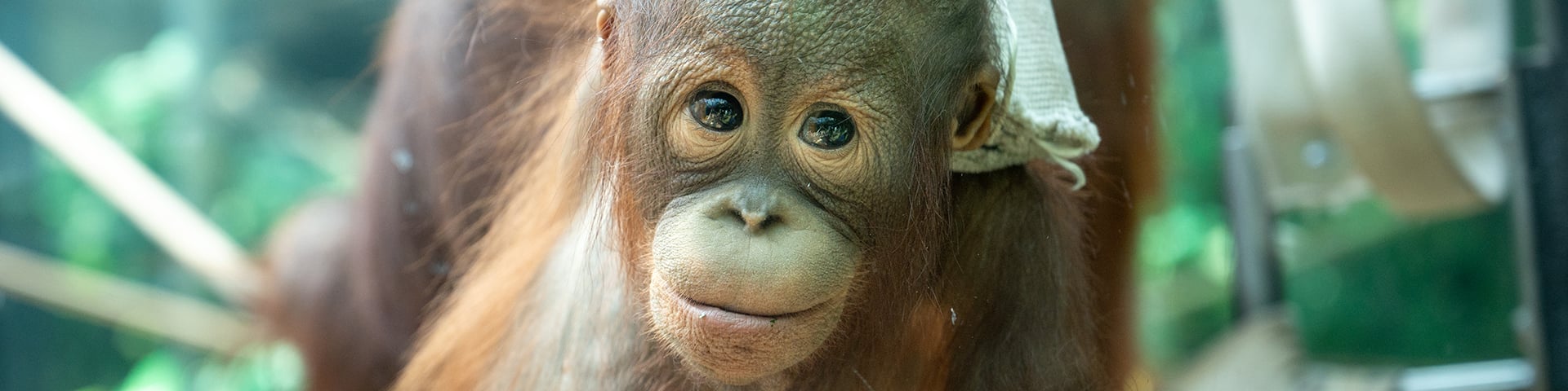 Orangutan_LAN_9670