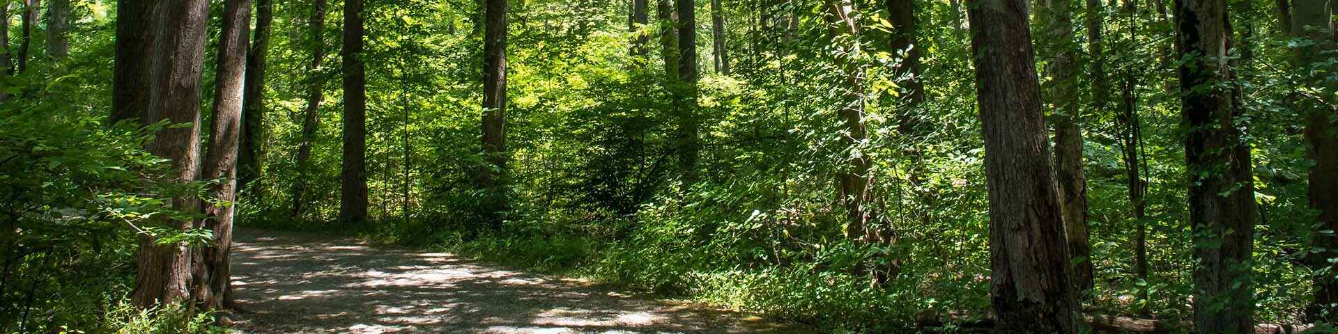 green trees around a path