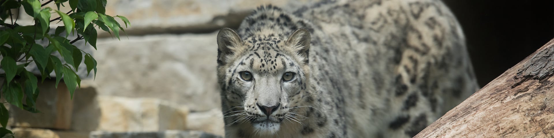 snow leopard