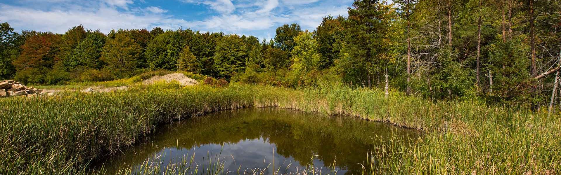 Photo of pond in South Chagrin Reservation