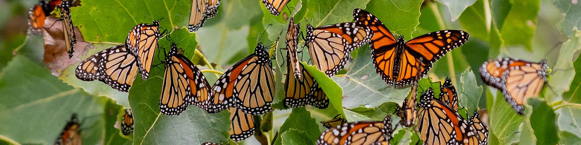 butterflies