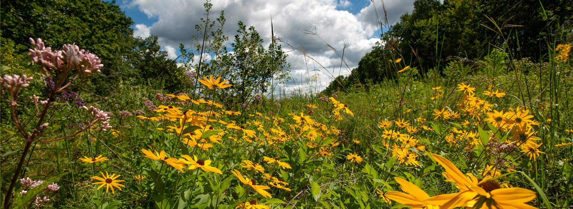 Field of Wildflowers