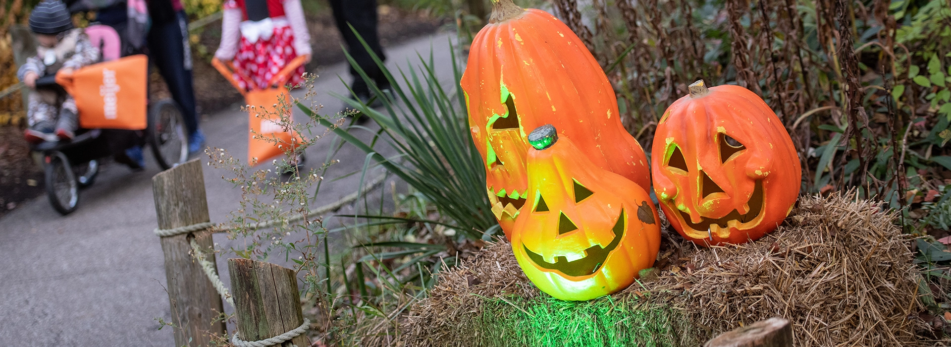 Photo of Pumpkins at Cleveland Metroparks Zoo