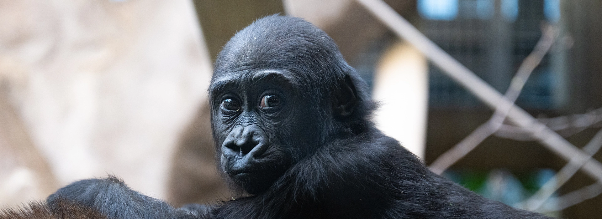 Gorilla