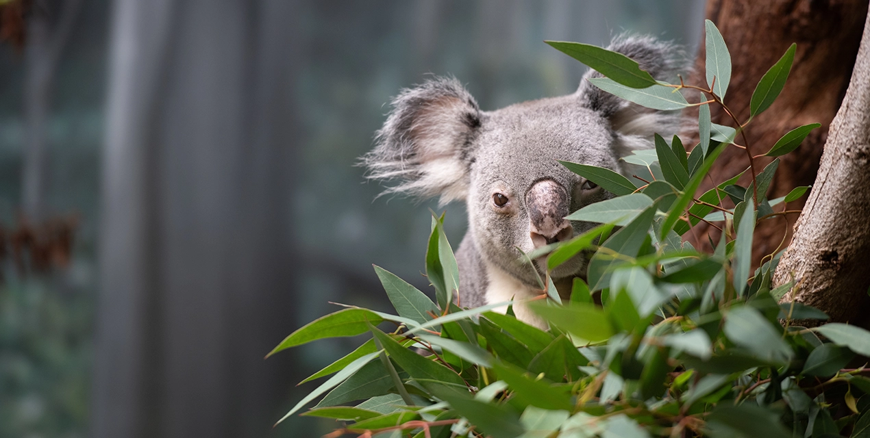 photo of koala at Gumleaf Hideout