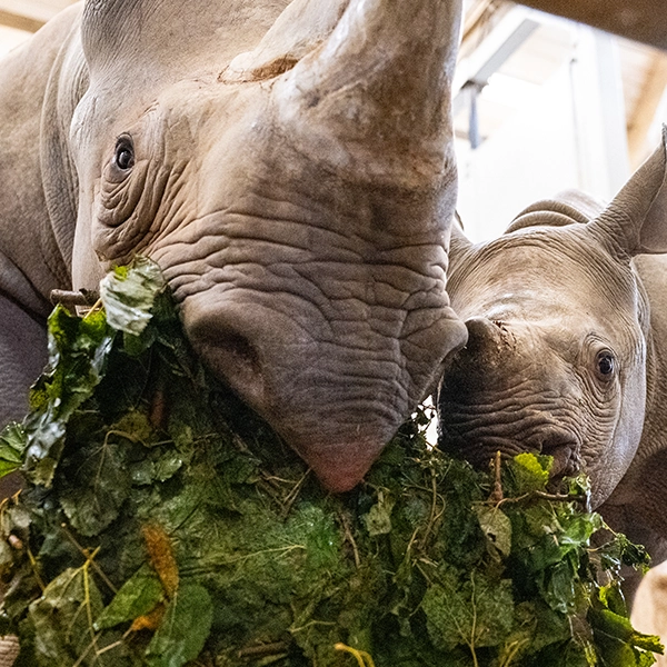 Photo of rhinos eating leafy browse in their indoor habitat