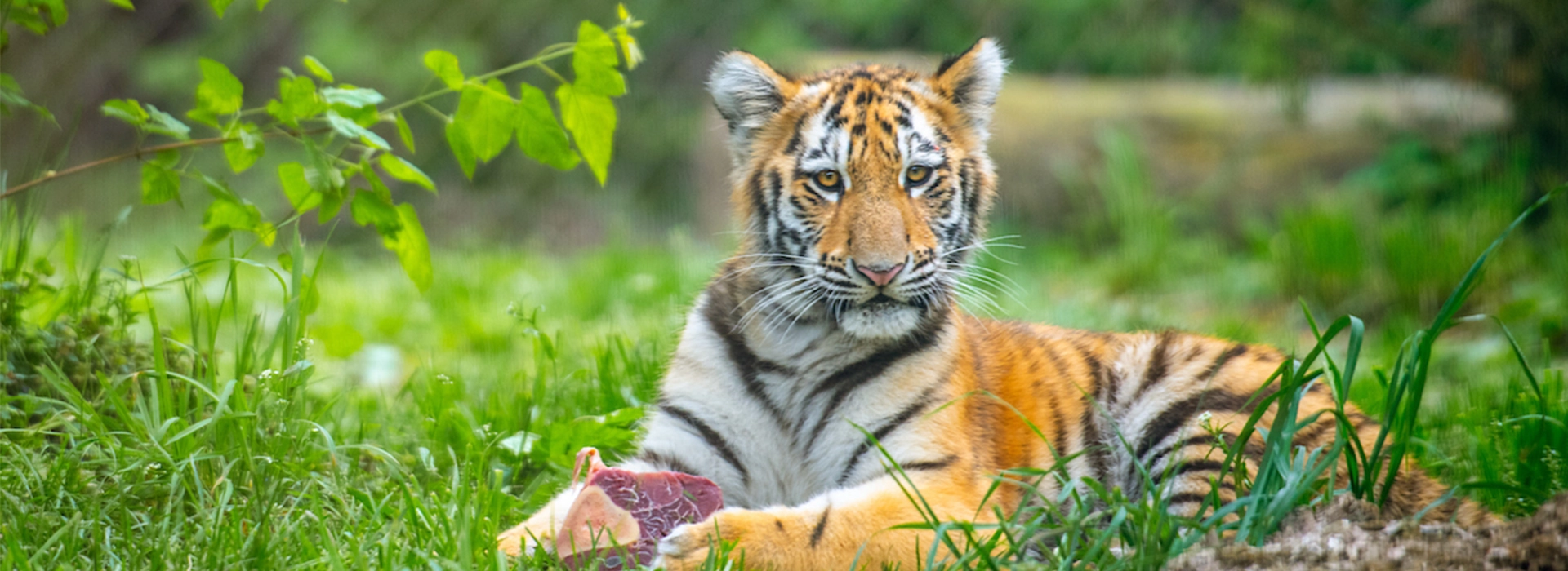 Tiger-Cub_1920x700px