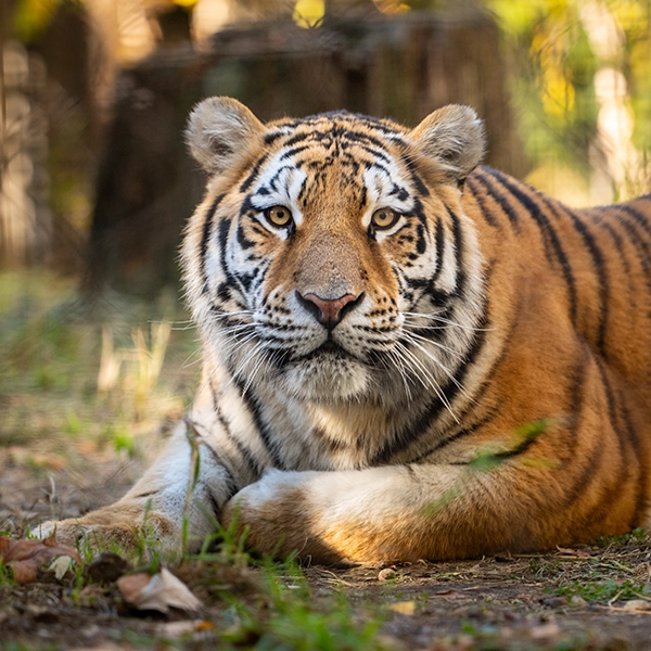 Tiger at Cleveland Metroparks Zoo